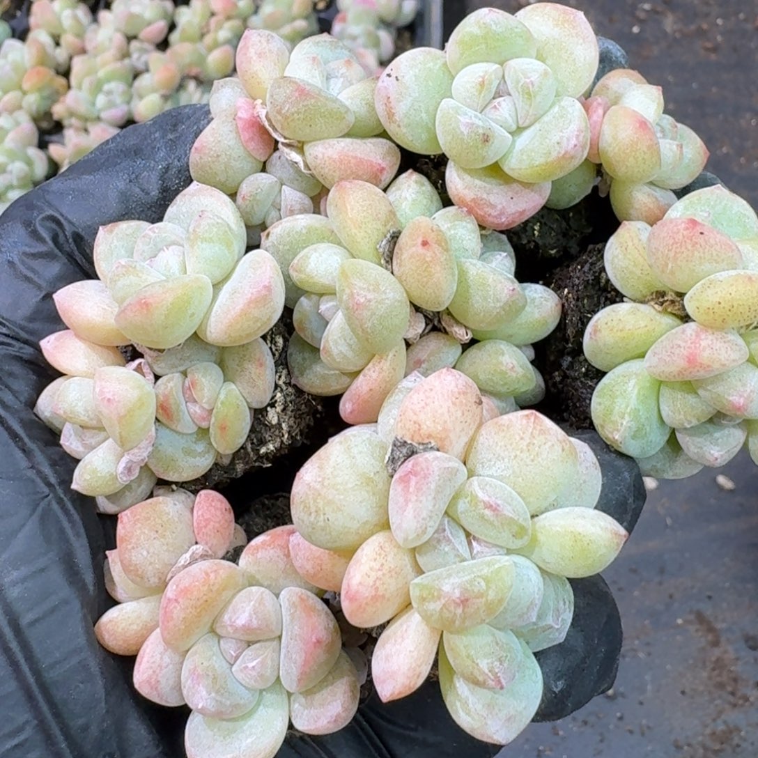 32 号到手6颗群江北多肉