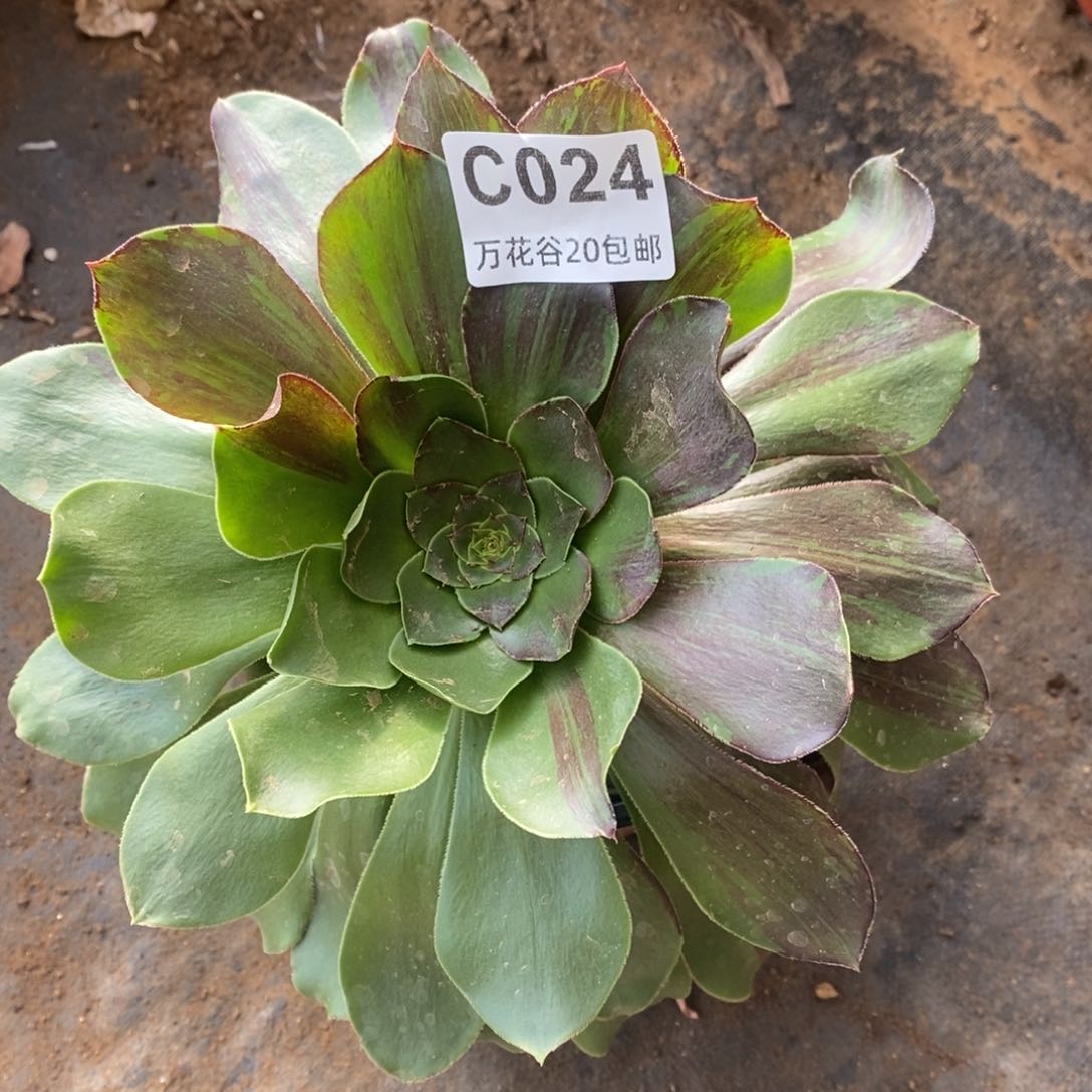 024花斑鹿多肉植物