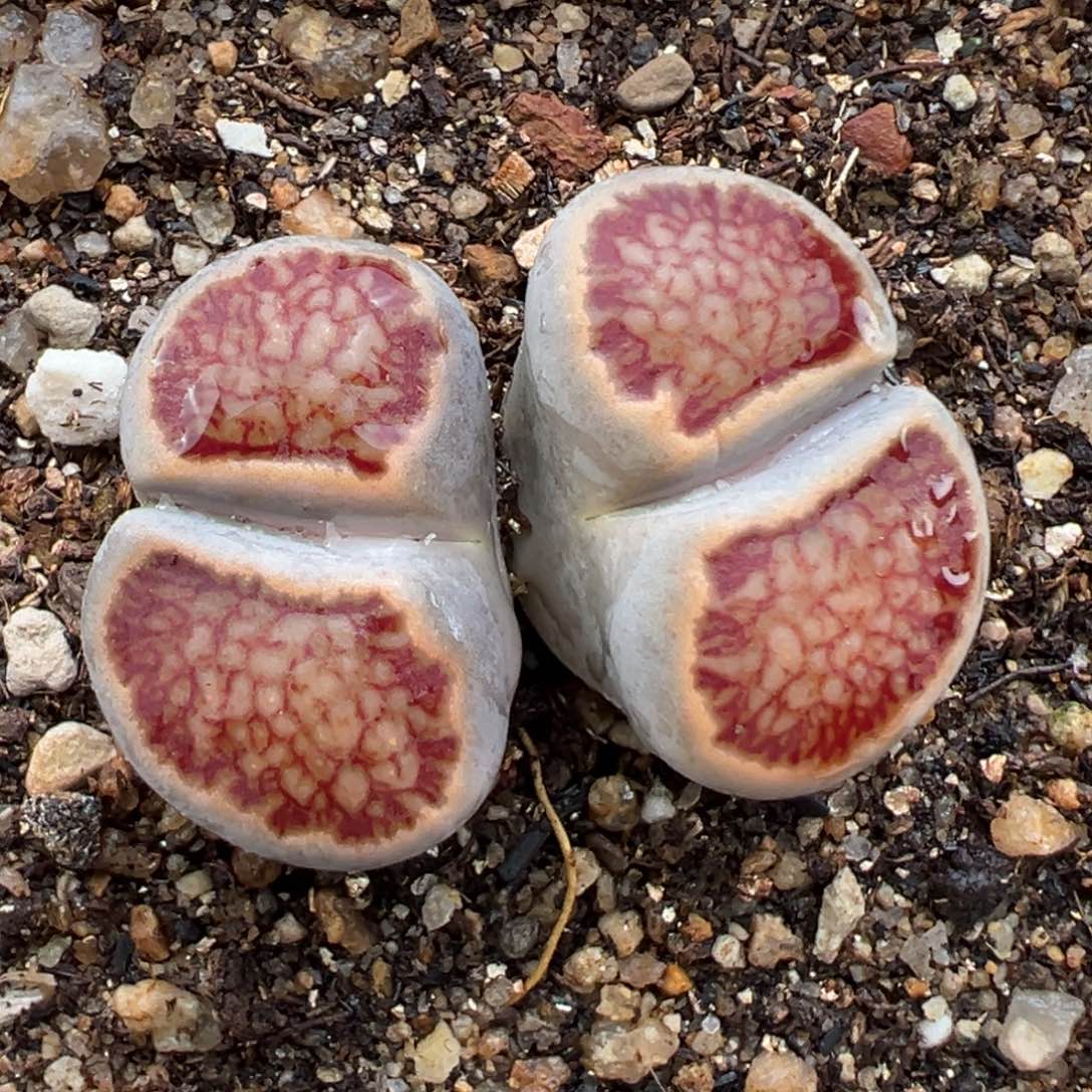 1.15好看的多肉055