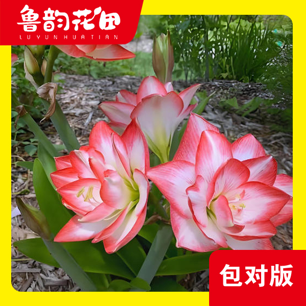 鲁韵花田朱顶红花孔雀  荷兰重瓣 朱顶红 室内阳台