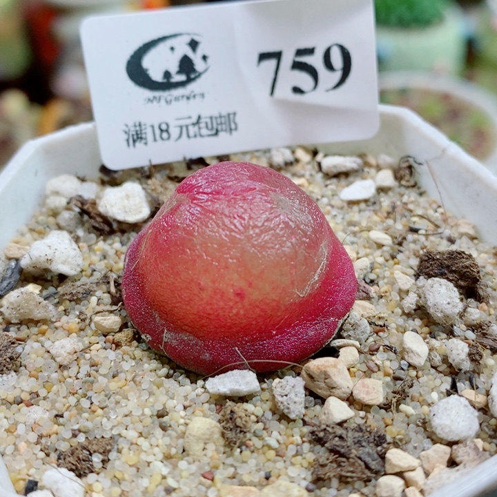 生石花花花花花花759