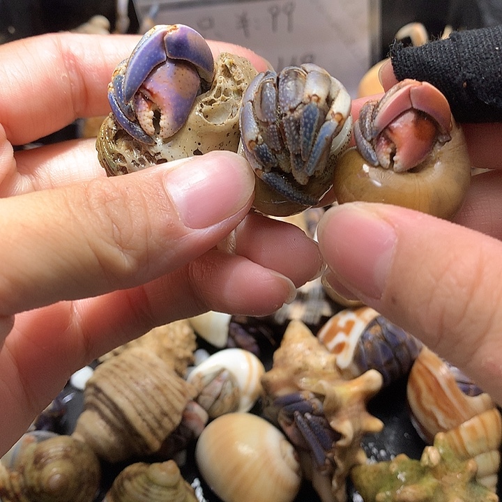 3/只奔跑的寄居12号