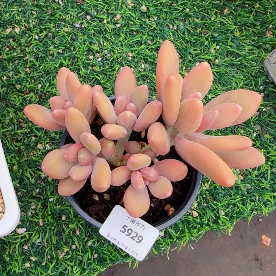 Kk美人，5929多肉