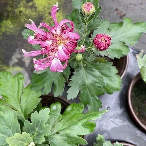 完全开放天门彩龙大苗无售后