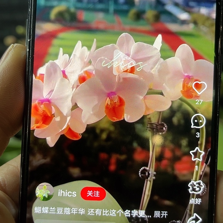 当前无花栽培后可以开花豆蔻年华