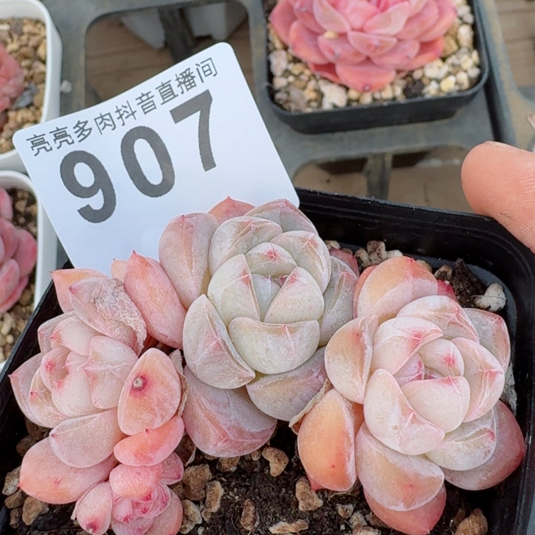 3头刚毅群生整装