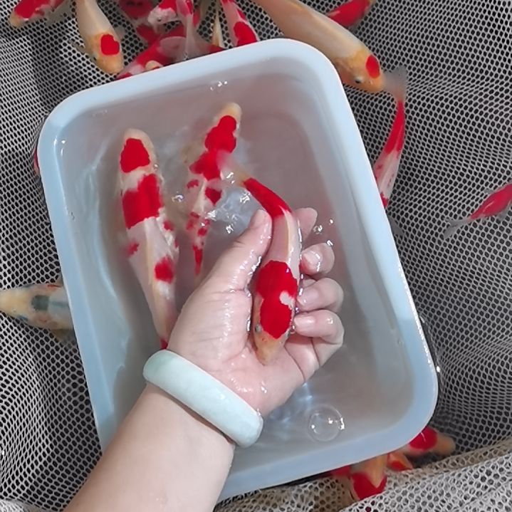 锦鲤精品红白锦鲤一条