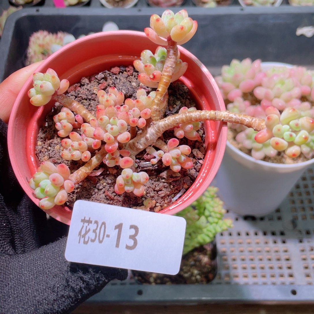 花利美30-13绿豆