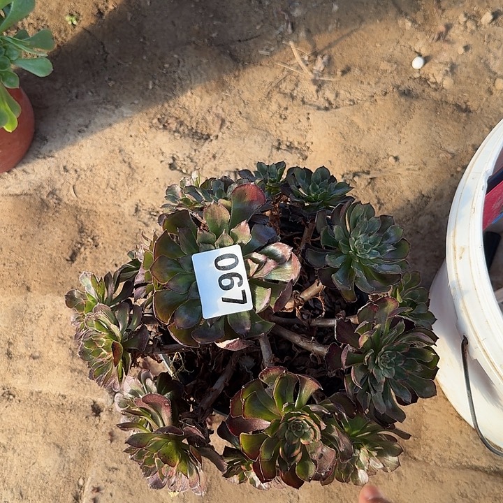 眼花067哈哈哈哈哈哈哈哈哈哈