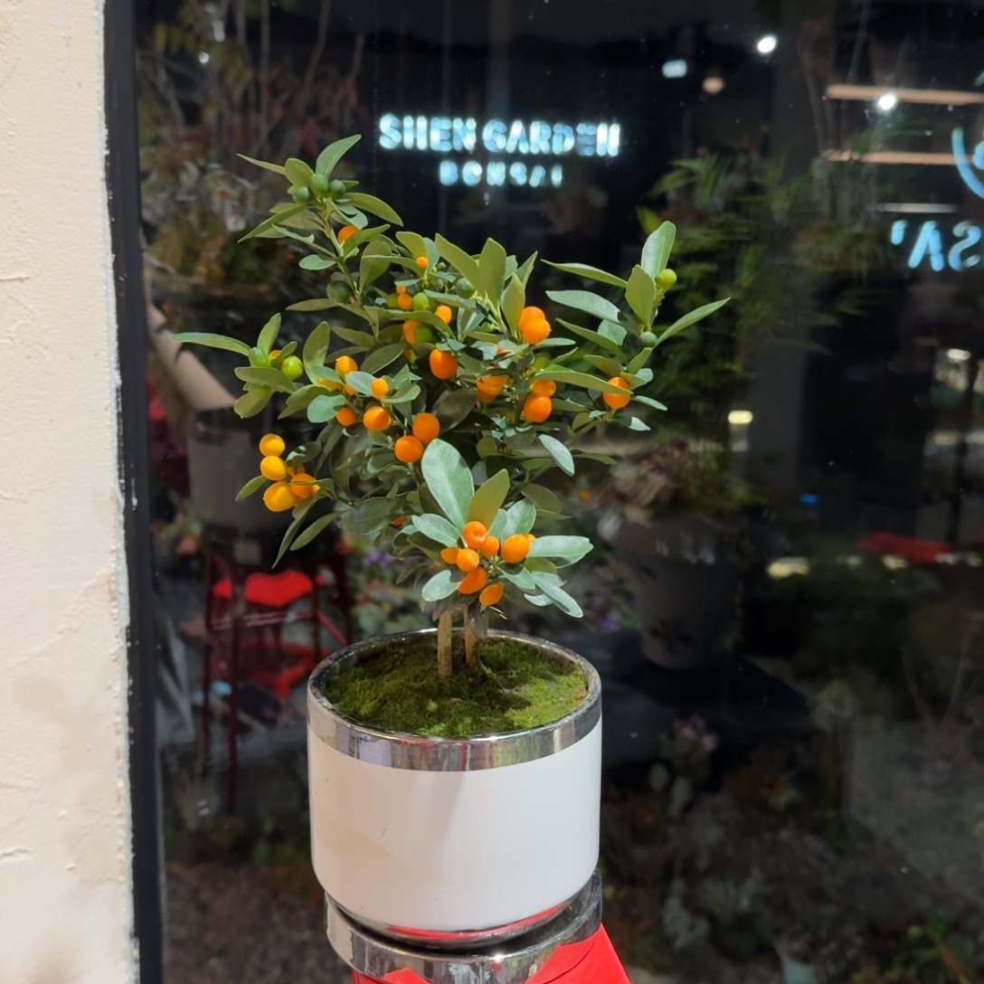 全部花朵豆豆盆景陶盆