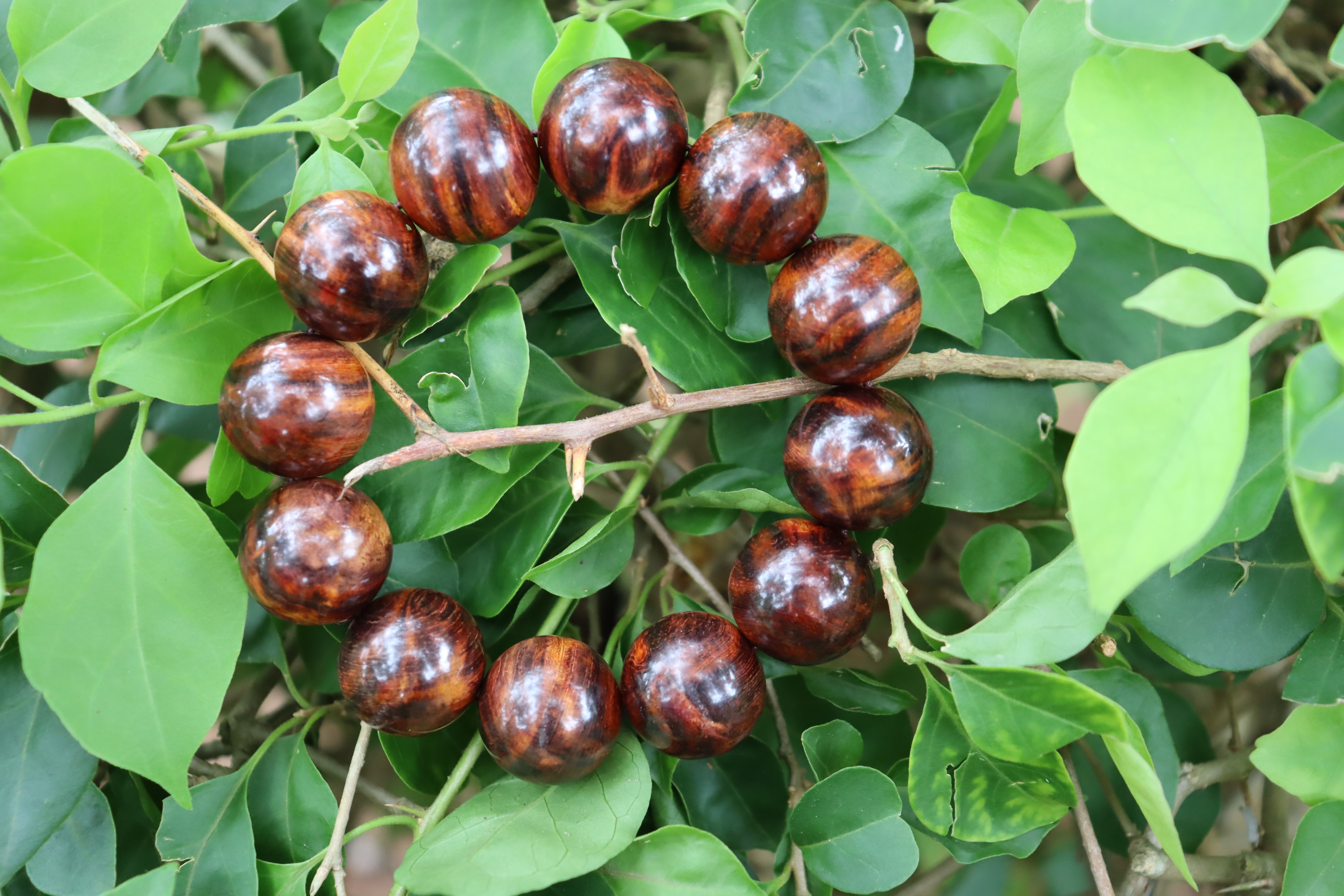 【村书记推荐】海南黄花梨山料大黑线油梨2.0手串