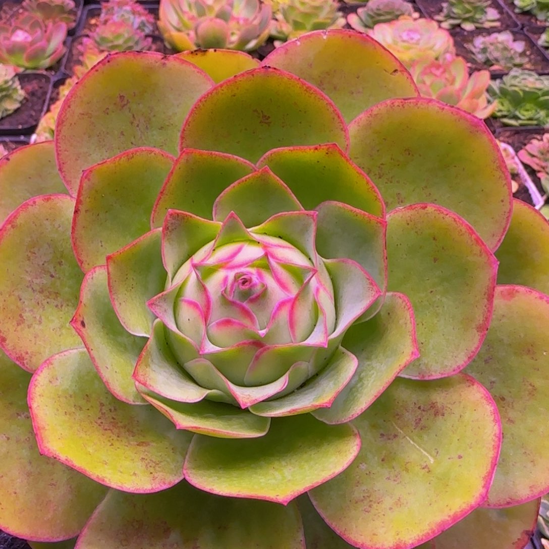 王妃玫瑰12424275757283838383