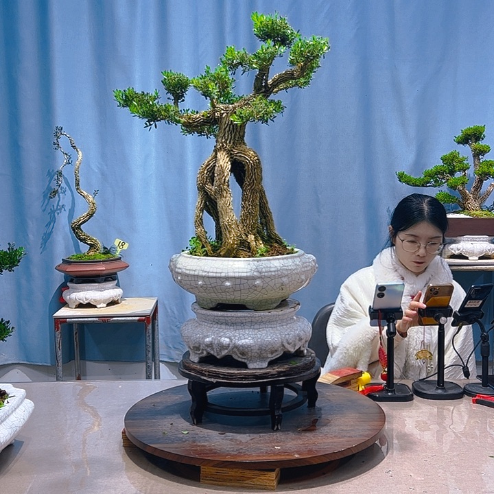 无花朵广东皱皮雀舌黄杨