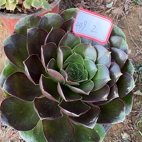 多肉植物美金玫瑰449