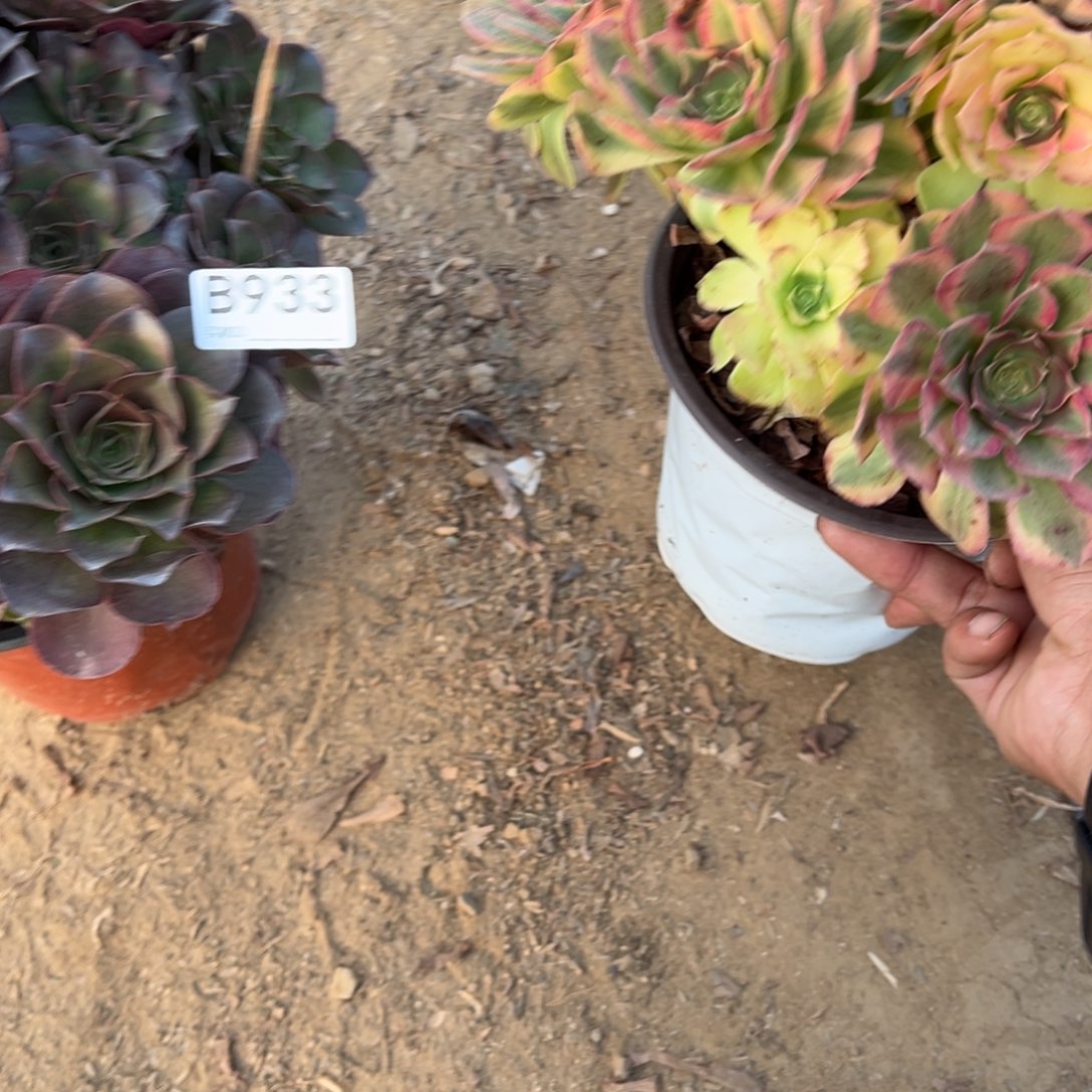 933两颗组合多肉植物法师