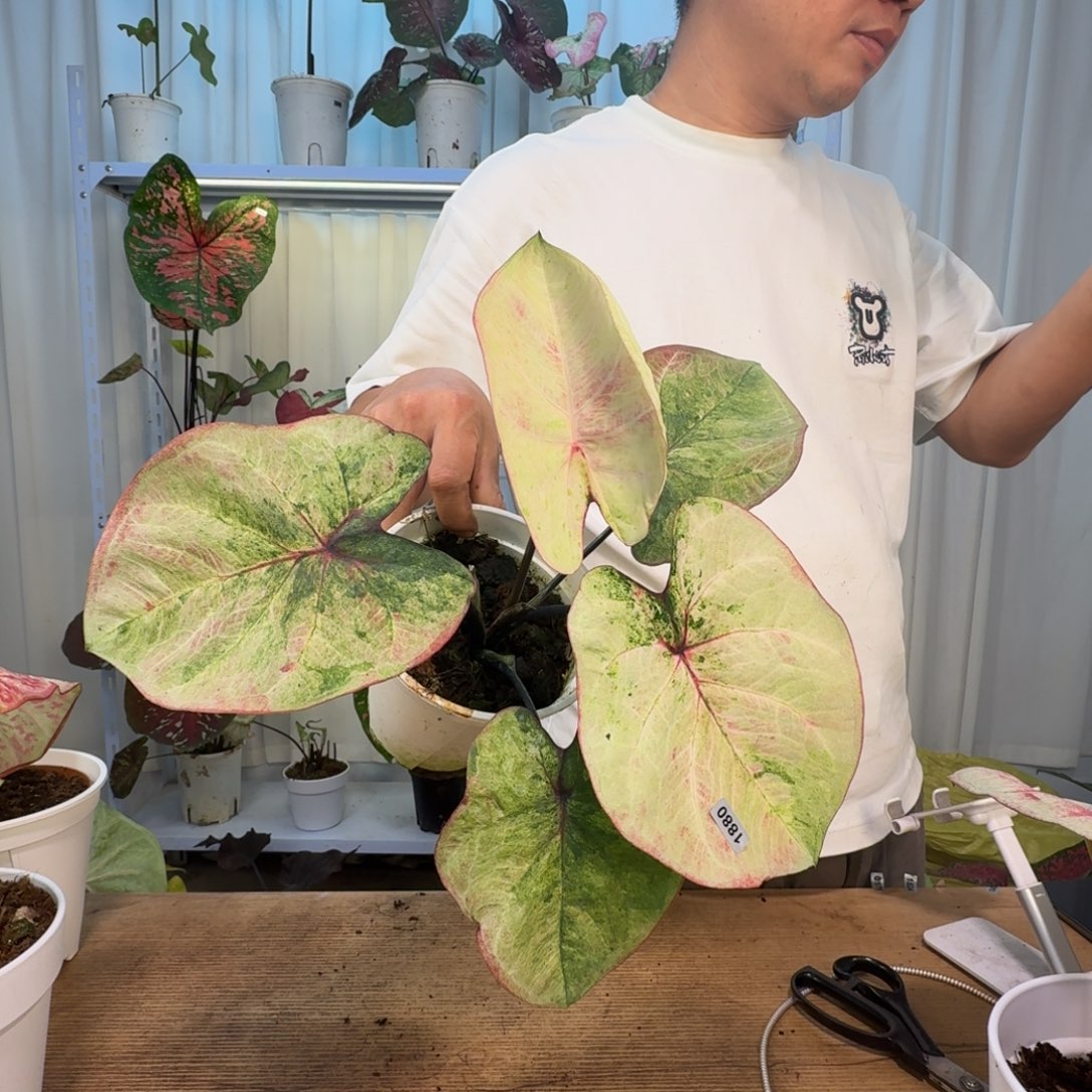 无花朵1880   泰彩