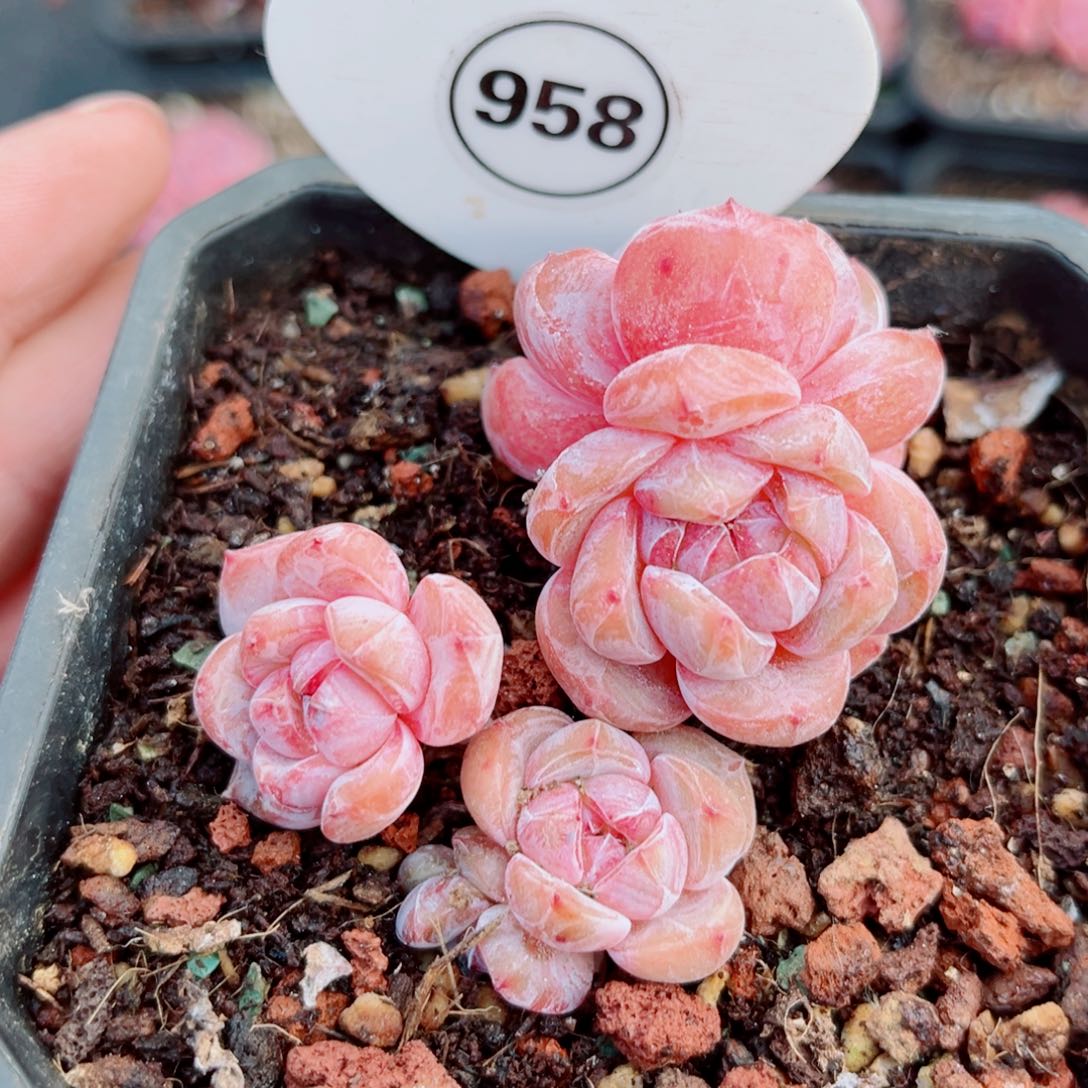 958号小老桩石榴籽星影群