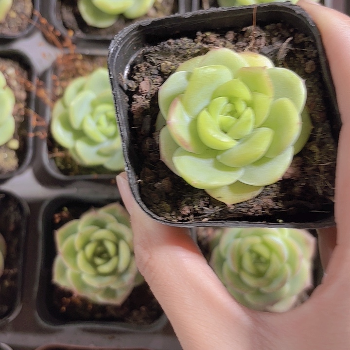 精选绿宝宝多肉植物 带盆土