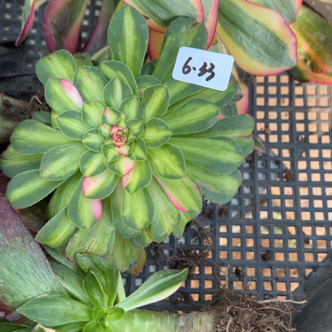 33知否多肉多肉多肉