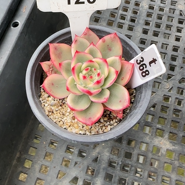 唯***依120 朱碧锦多肉植物6-9cm