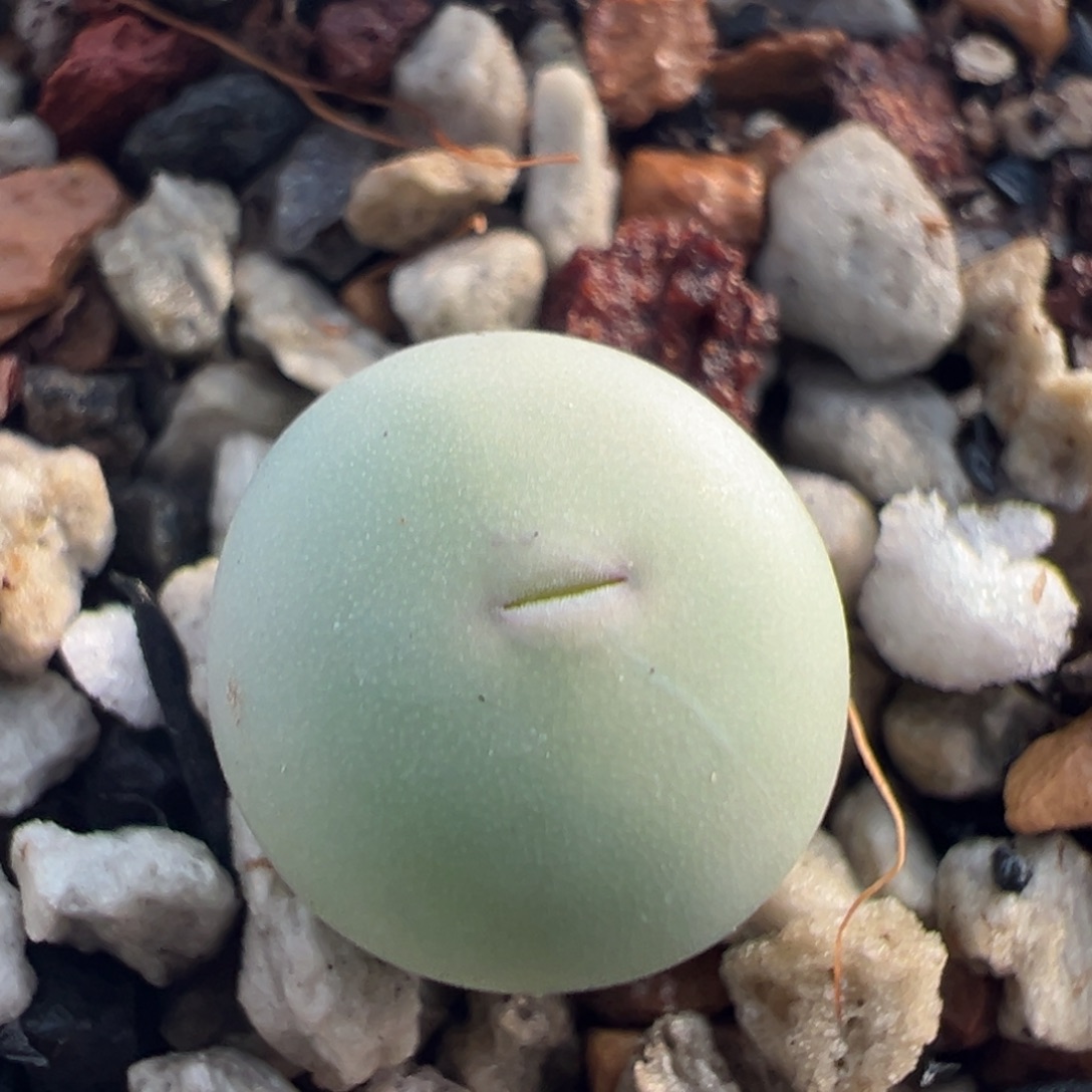 177，v嘴小苗一物一拍