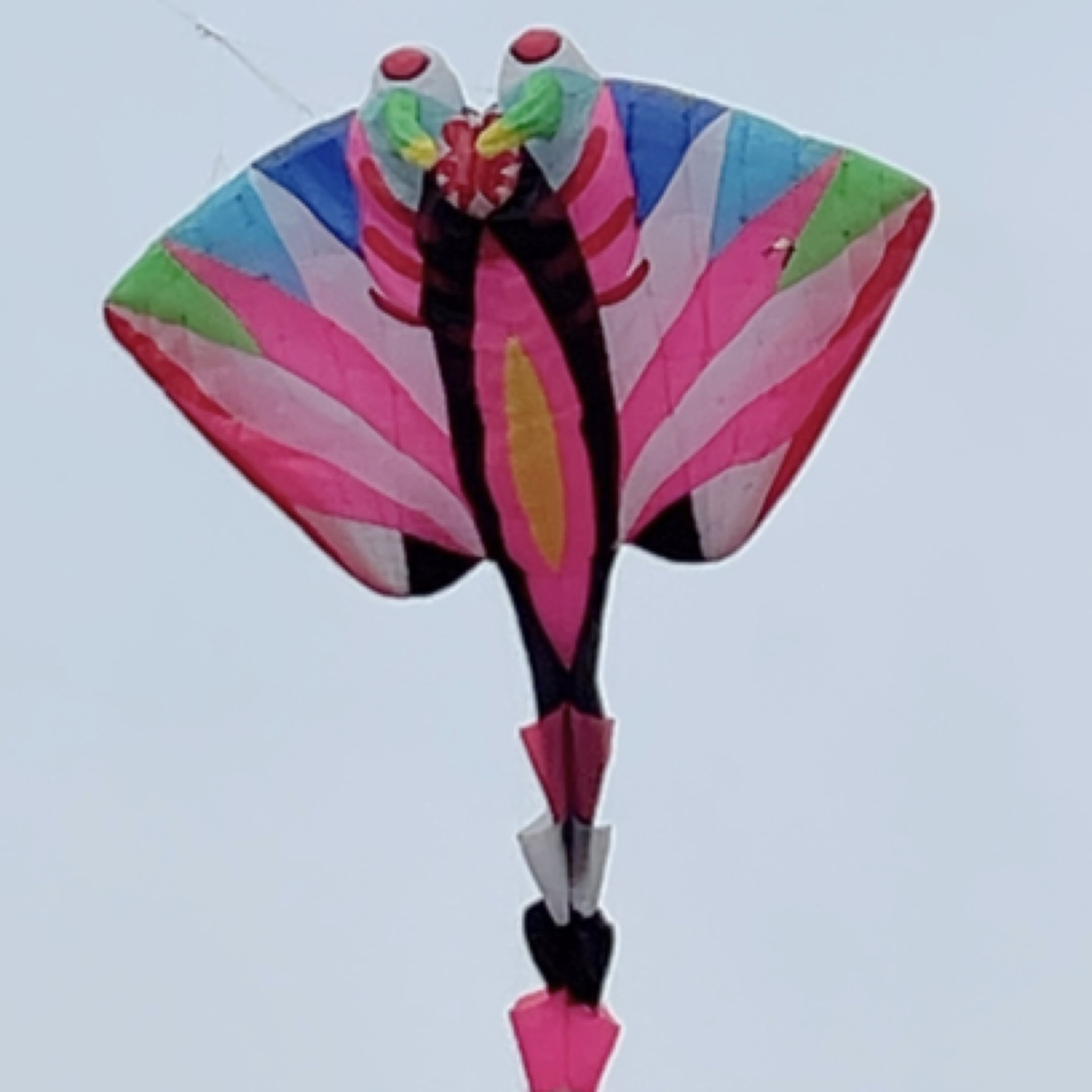 大张杰鳐鱼21米软体风筝飞行稳定，建议用2000磅以上，头宽9米