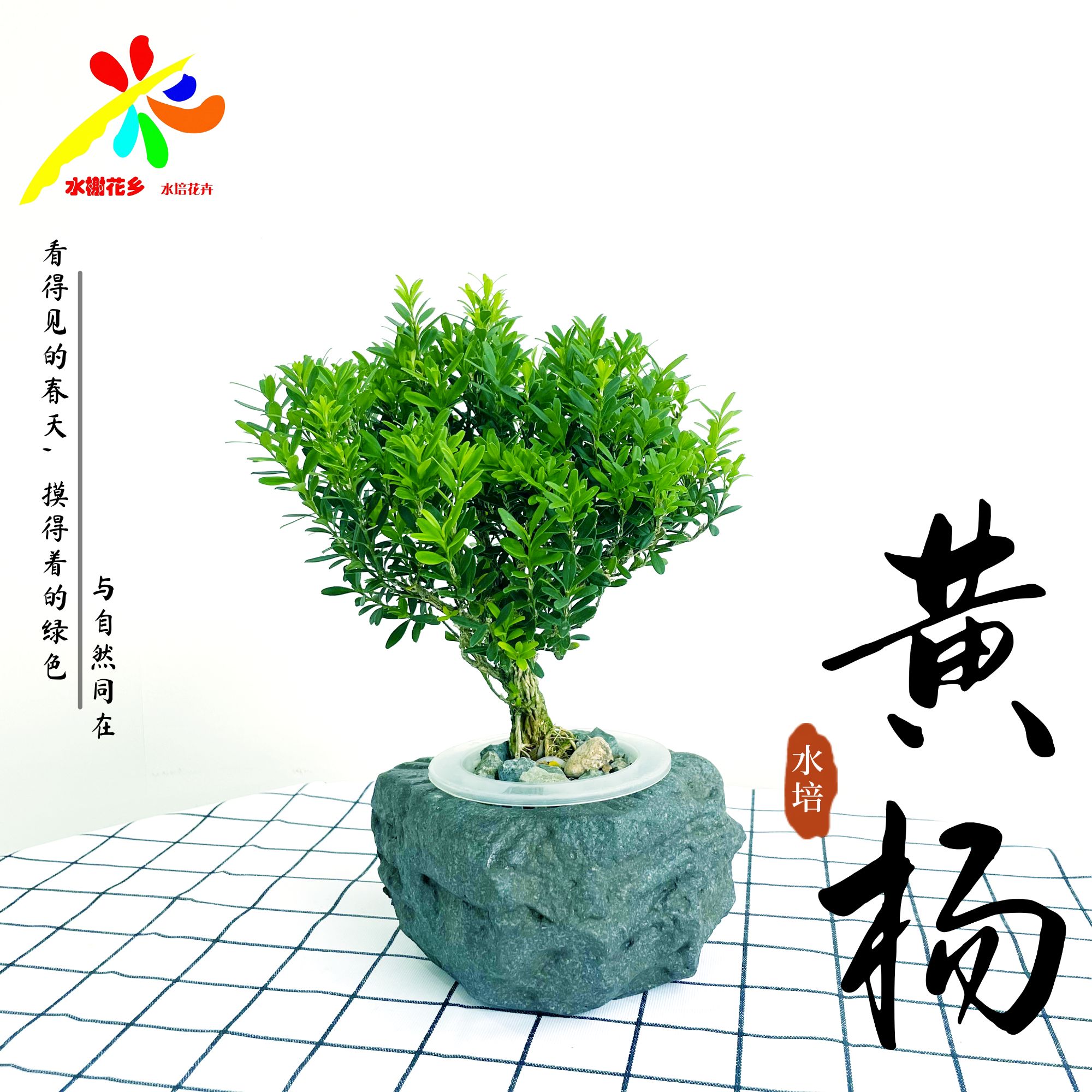 水榭花乡水培黄杨绿植开花室内好养护四季常青桌面懒人好养简约