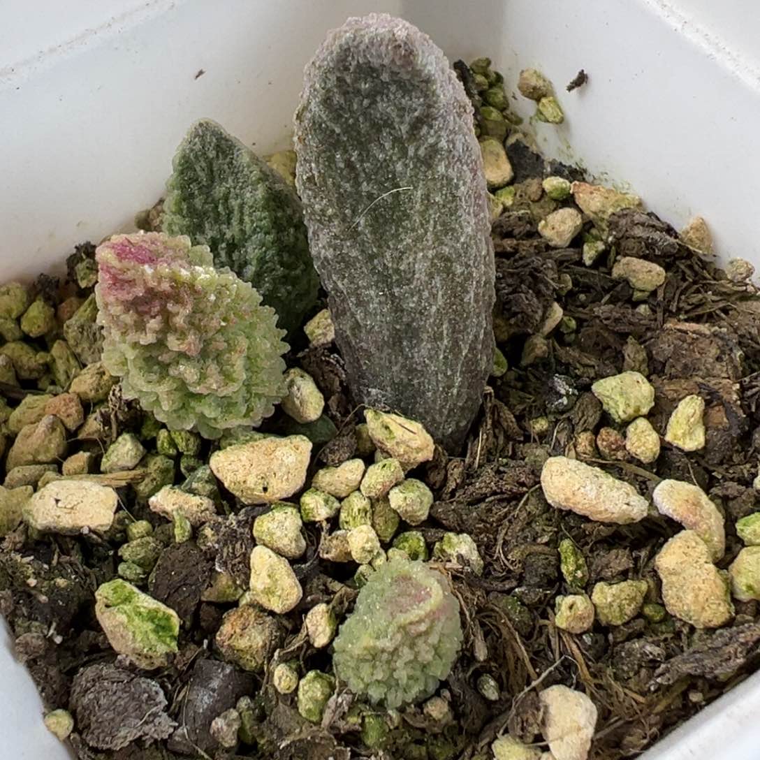 苍龙大苗粗狂纹路款多肉植物