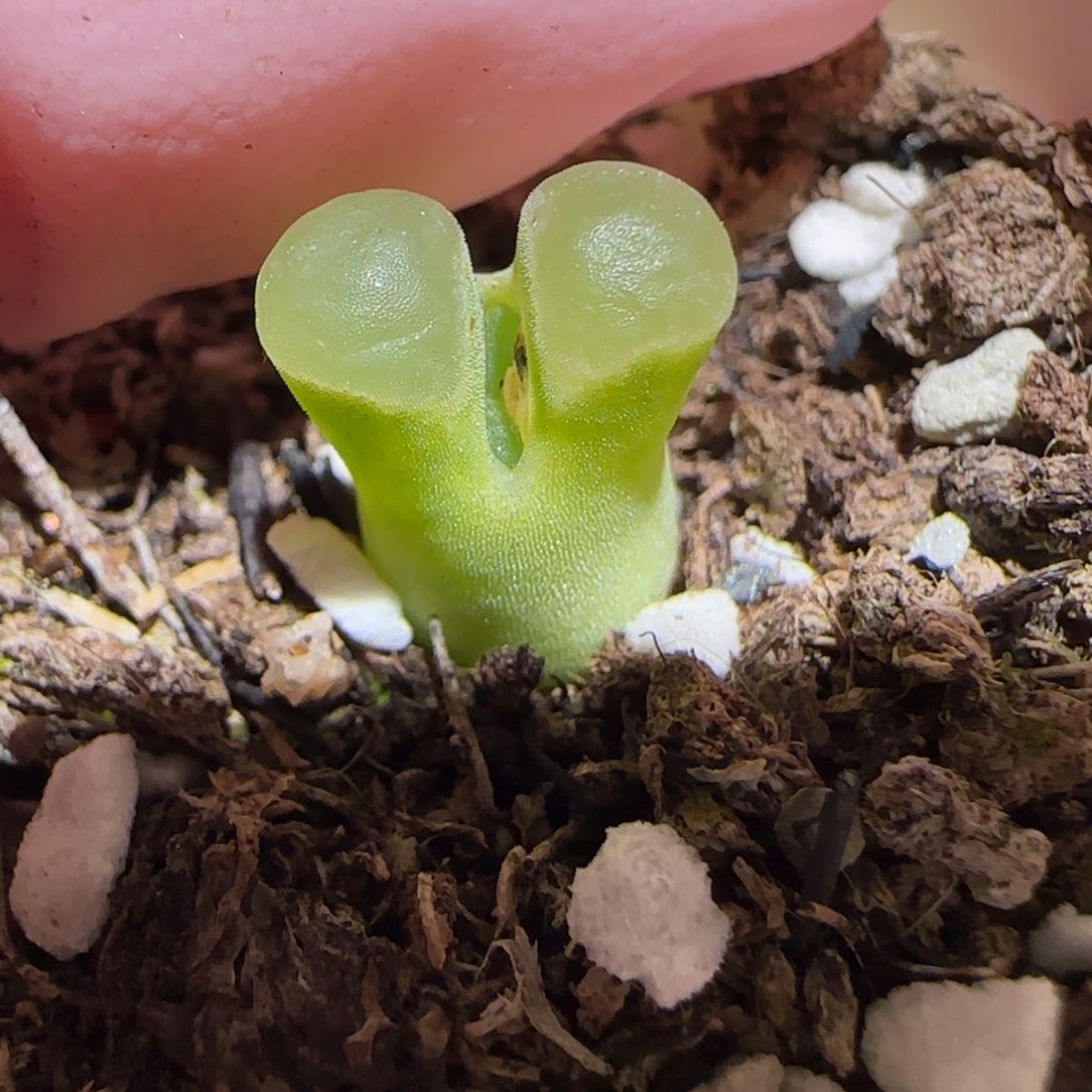 肉锥多肉植物百科-极窗539