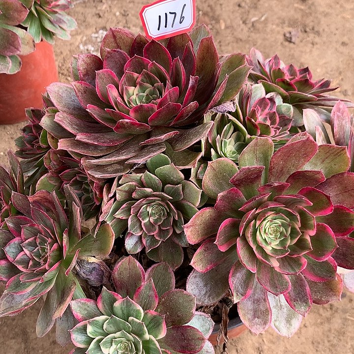 莲花座不包损多肉1176