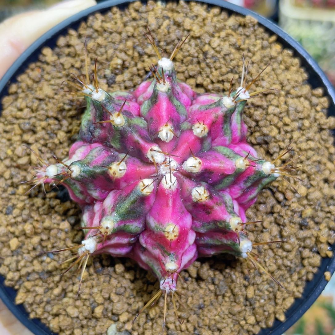 实生 海神锦 5公分