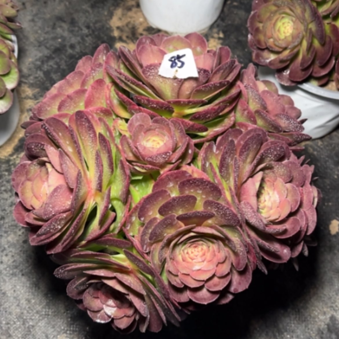 【闪购商品】85莎啦碗多肉法师