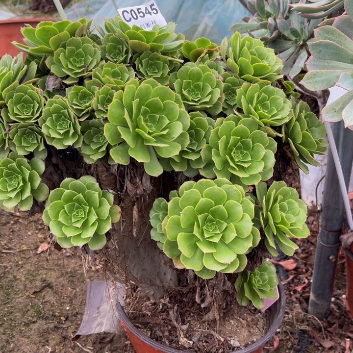 平***宝545 多肉法师不包断枝