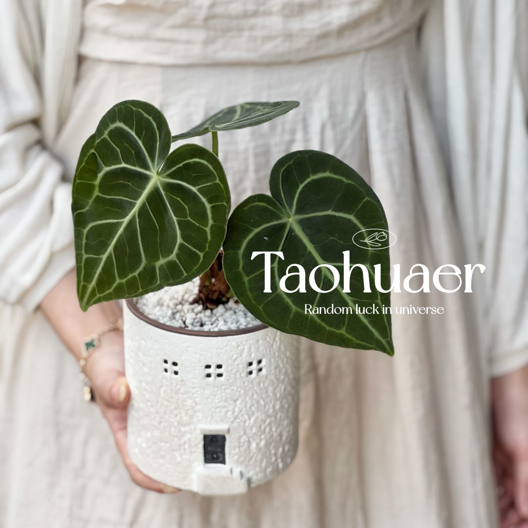 克莱恩花烛密纹办公室客厅室内桌面小绿植物耐阴好养净化空气