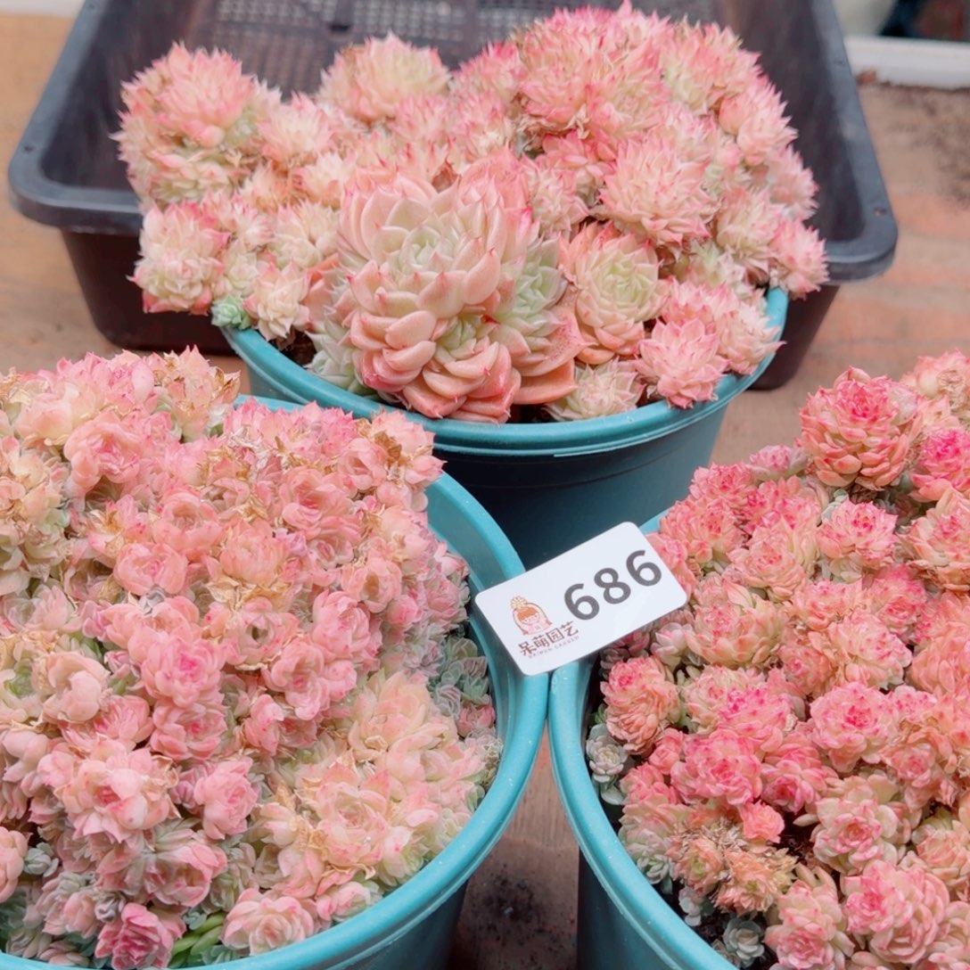 暖****多肉植物多肉植物