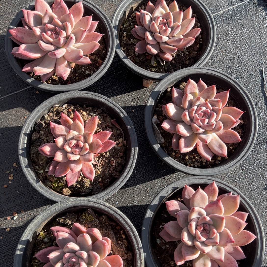 婚戒，10左右1111111