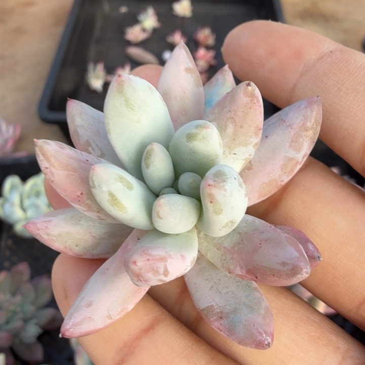 所罗门腹轮锦无根