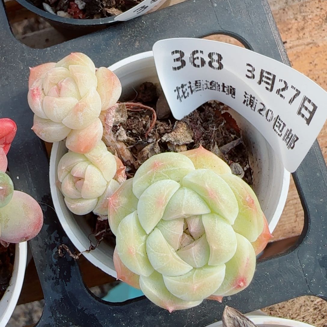 花语逸镜0327-368