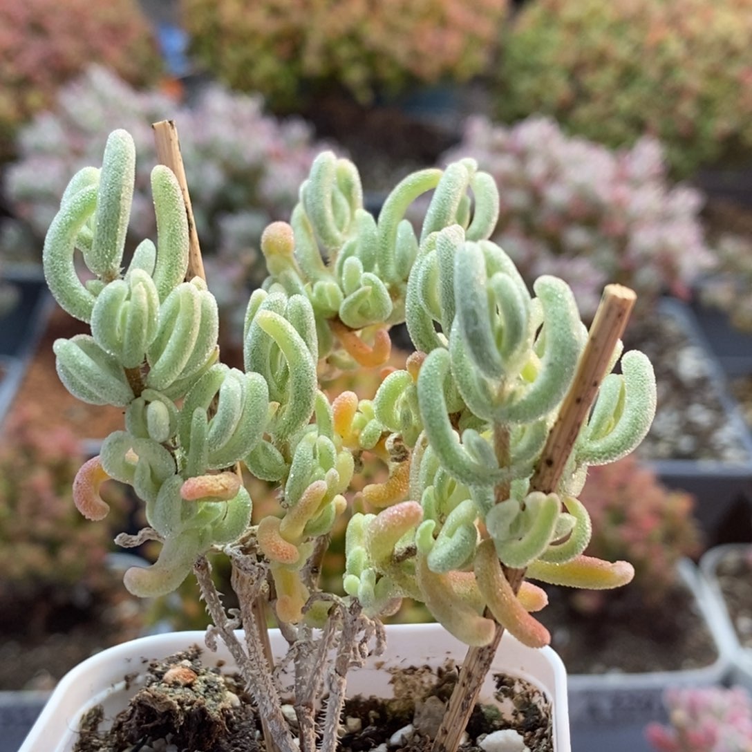 橙叶锦3760枝干番杏