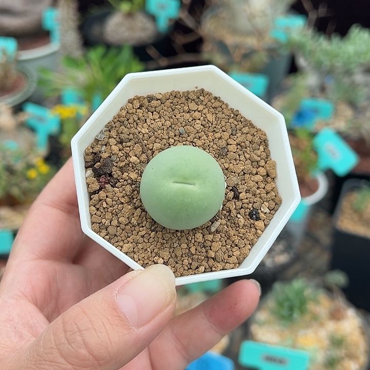 鸽子蛋多肉植物一颗