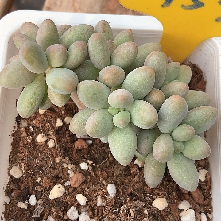 多肉植物粉色恋人953多肉 