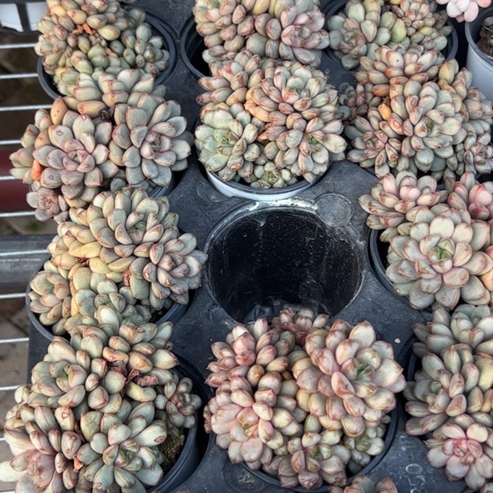 新疆包邮 葡萄群