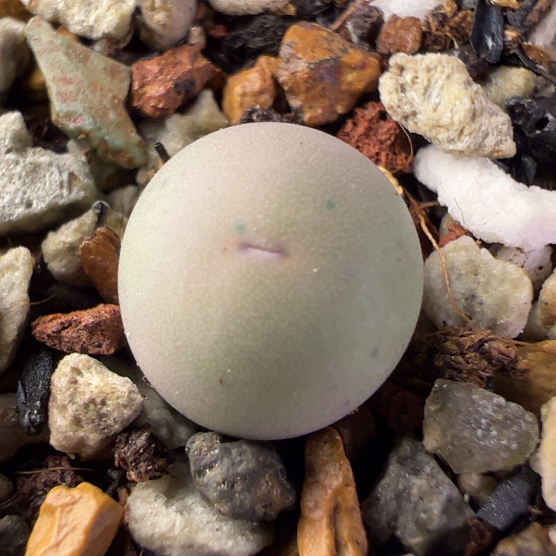 184，v嘴小苗一物一拍