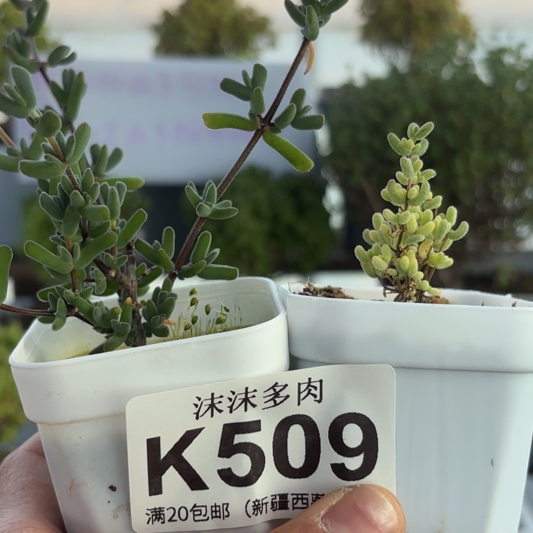 z***z509米粒锦河虾钳组合