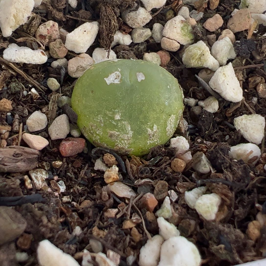 522多肉植物百科