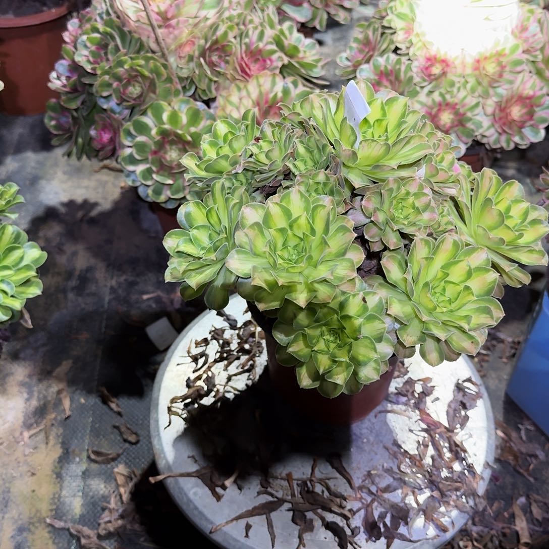 多肉植物韶华0470