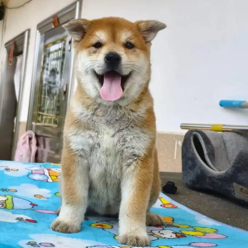 黄狗白面，四眼铁包金，黄金虎斑，五黑，土松狗狗活体链接宠物