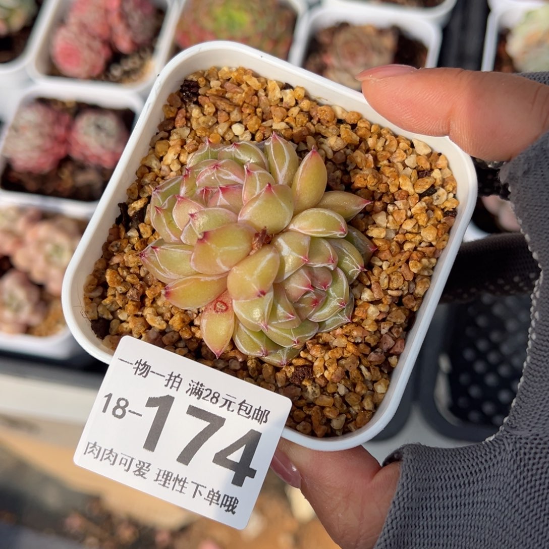 雪花珍妮多肉多肉多