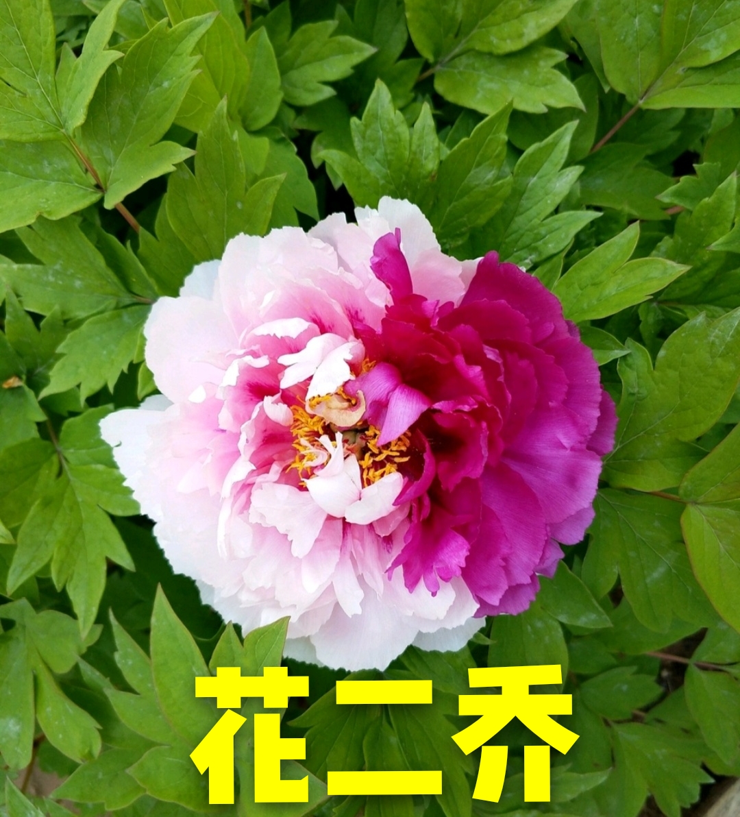 牡丹《花二乔》耐旱耐寒庭院种植