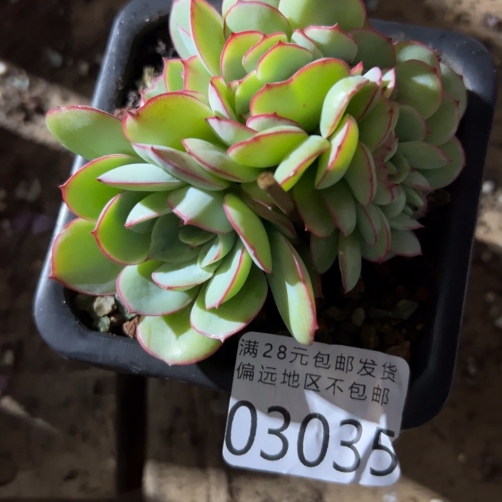 养***叔幸运的是我还没遇到过